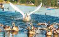 Swan-shipun